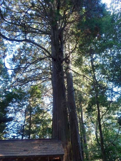 ひかり名木百選