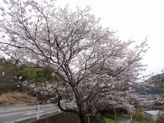 桜
