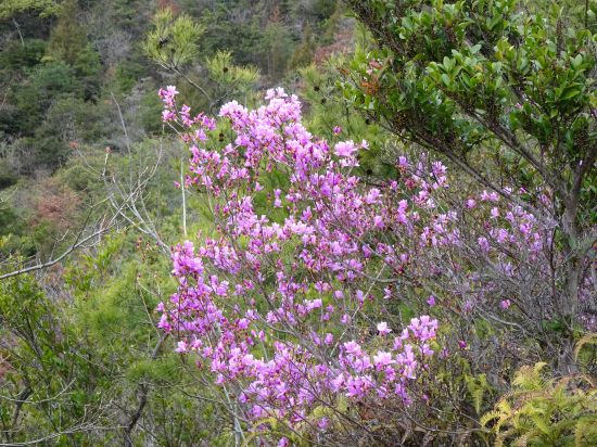 コバノミツバツツジ