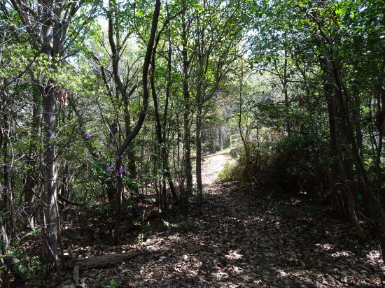 コンクリート道