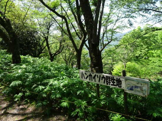 ハンカイソウ群生地