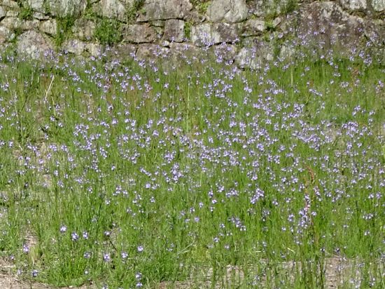 マツバウンラン