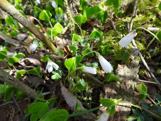 ミヤマカタバミ