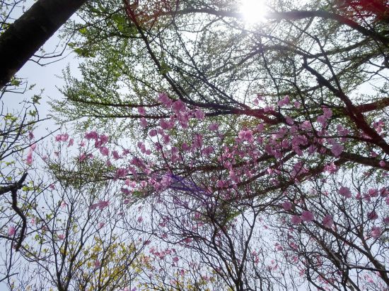 アケボノツツジ