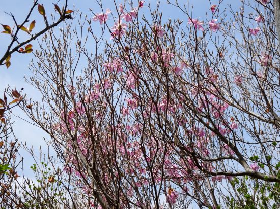 アケボノツツジ