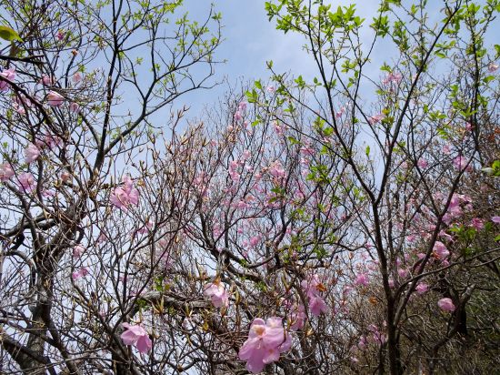 アケボノツツジ