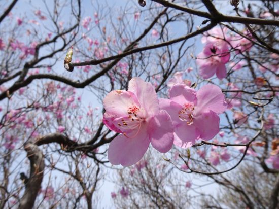 アケボノツツジ