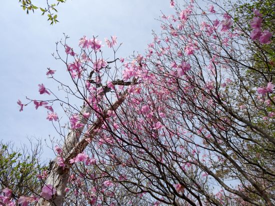 アケボノツツジ