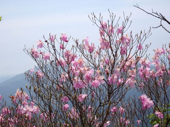 アケボノツツジ