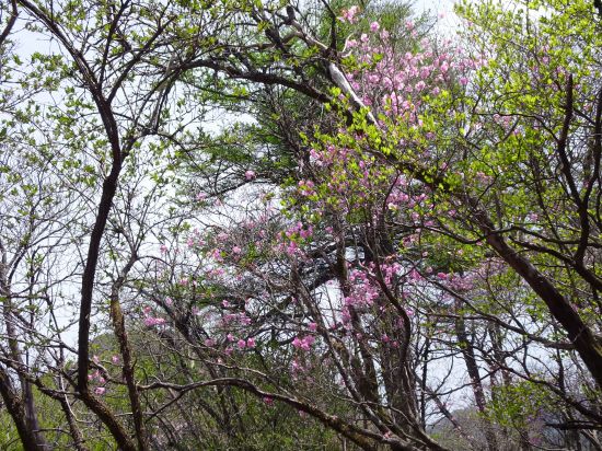 アケボノツツジ