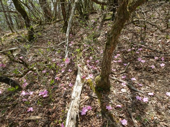 アケボノツツジ