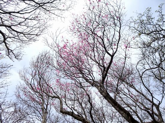 アケボノツツジ