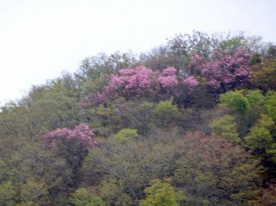 アケボノツツジ