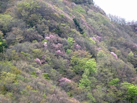 アケボノツツジ