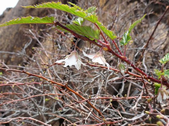ナガバモミジイチゴ