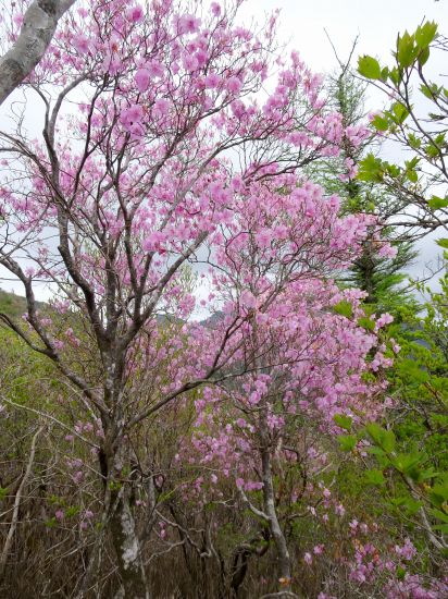 アケノボツツジ