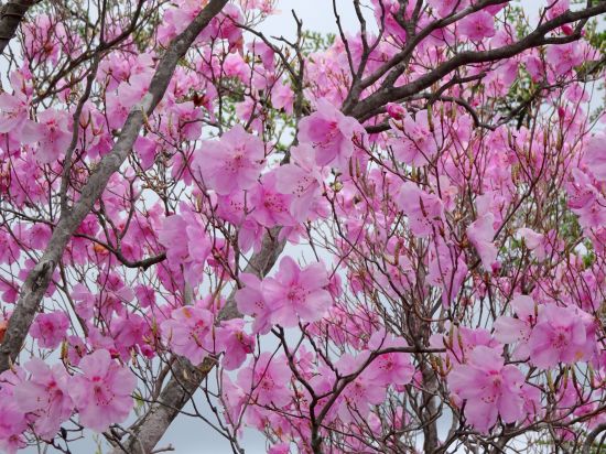 アケノボツツジ