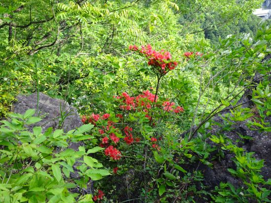 ヤマツツジ