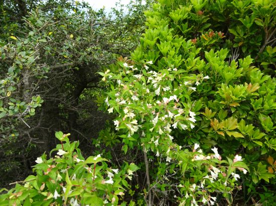 コツクバネウツギ