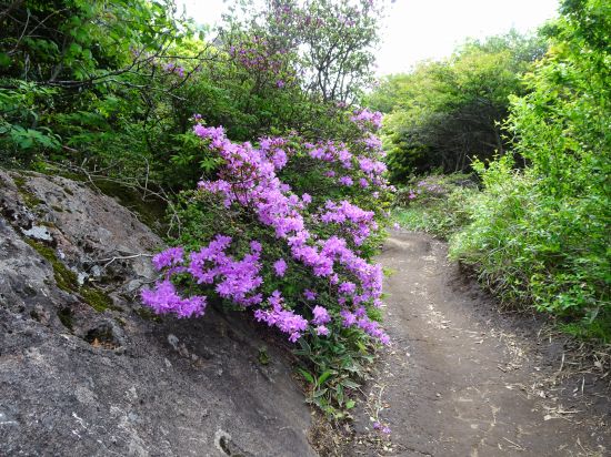 ミヤマキリシマ