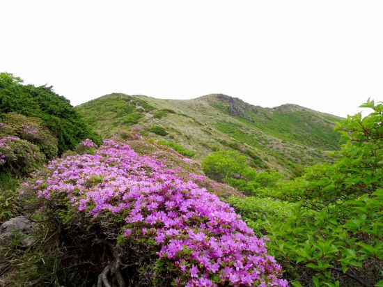 ミヤマキリシマ