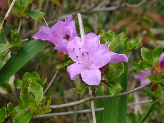 ミヤマキリシマ