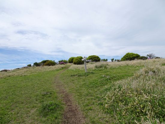 泉水山分岐の原っぱ