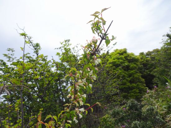 コツクバネウツギ