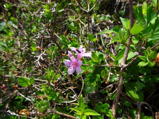ミヤマキリシマ