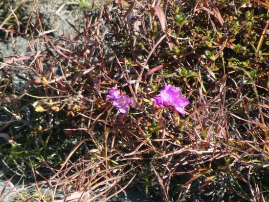 ミヤマキリシマ