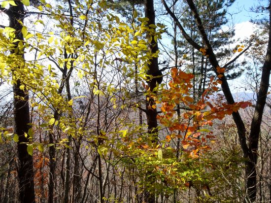 ウリハダカエデ