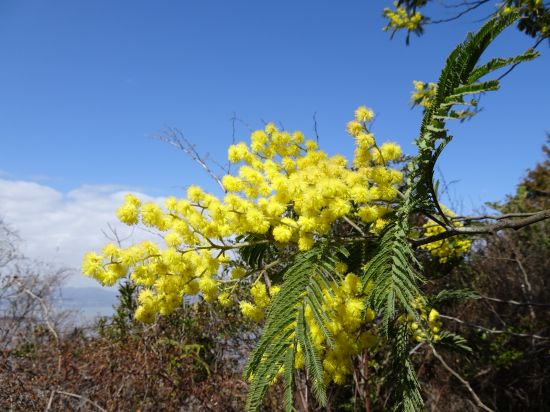 ミモザ(フサアカシア)