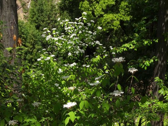 コバノガマズミ