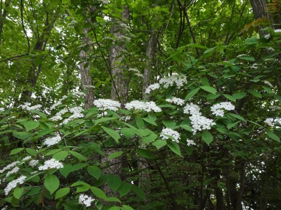 コバノガマズミ