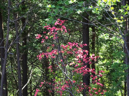 ヤマツツジ