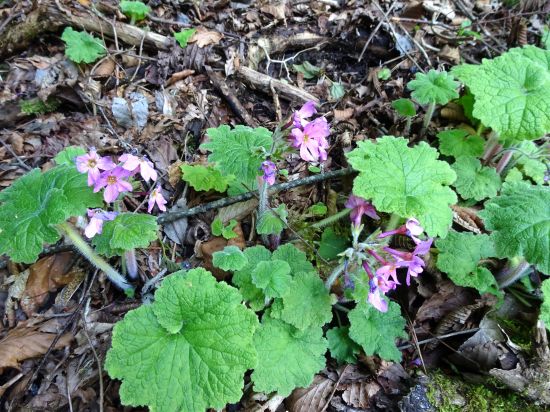 シコクカッコウソウ