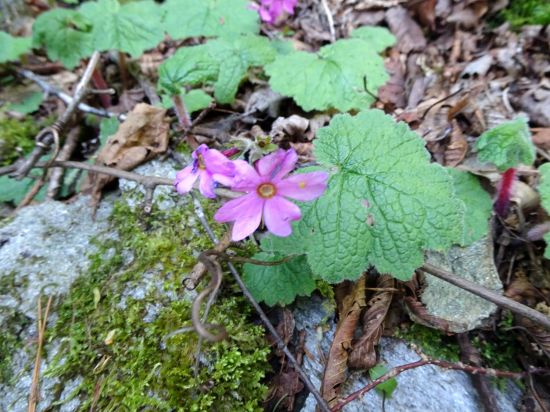 シコクカッコウソウ