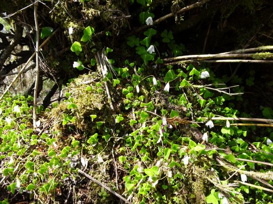 ミヤマカタバミ