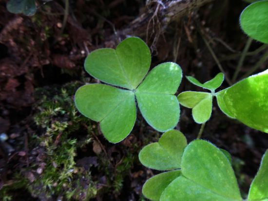 ミヤマカタバミ
