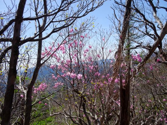 アケボノツツジ