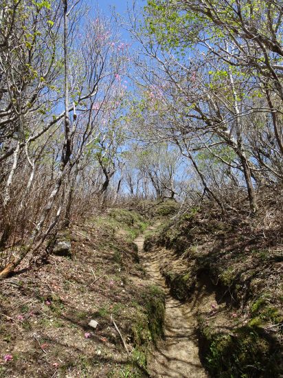 アケボノツツジ