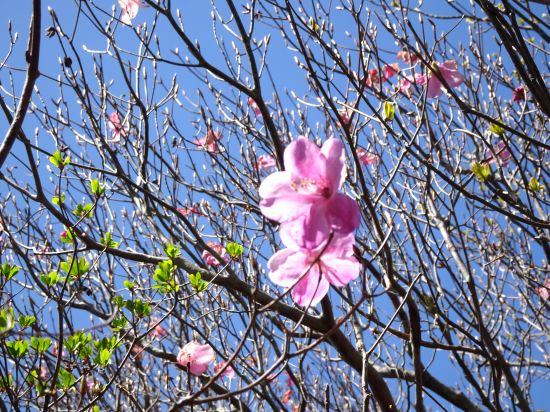 アケボノツツジ