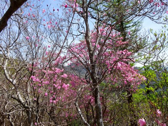 アケボノツツジ