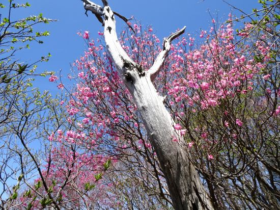 アケボノツツジ