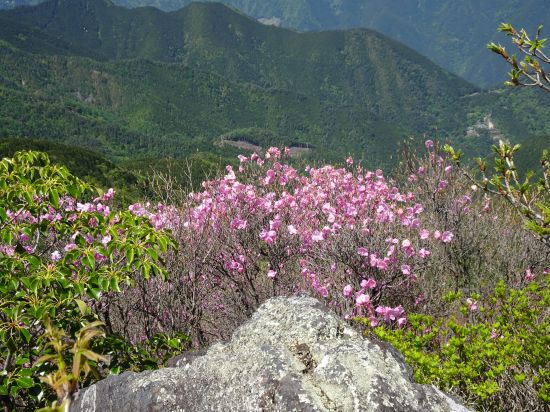 アケボノツツジ