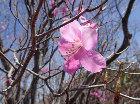 アケボノツツジ