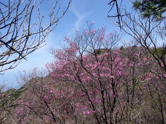 アケボノツツジ