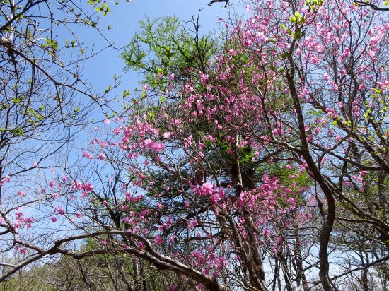 アケボノツツジ