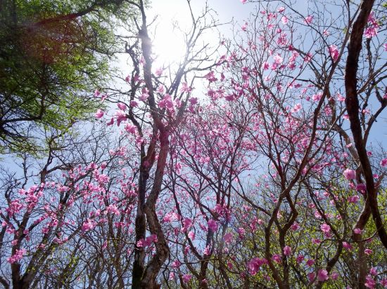 アケボノツツジ