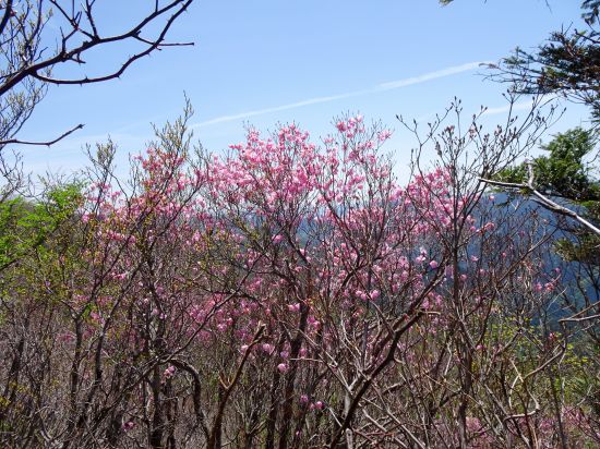 アケボノツツジ